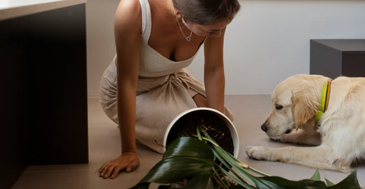 10 Common Pet Problems Solved with the Right Products